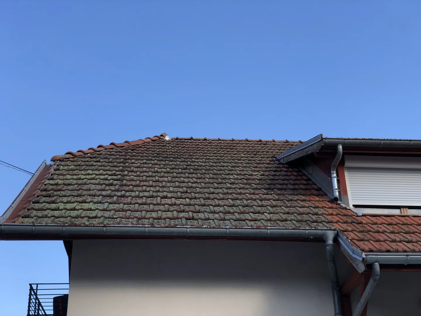 Détail de végétaux sur des tuiles, photographie illustrative non localisée